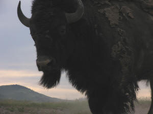 National Bison Range