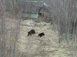 Black bear sow and cub in yard