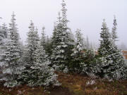 Snowflocked trees