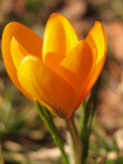 spring flower